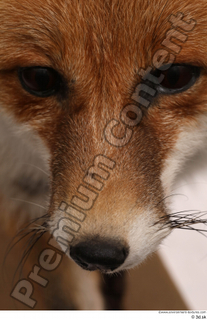 Red fox nose 0001.jpg